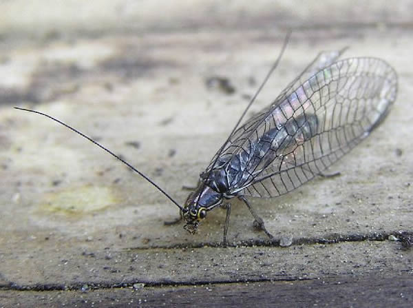z 02 San Francisco Lacewing, Nothochrysa californica.jpg