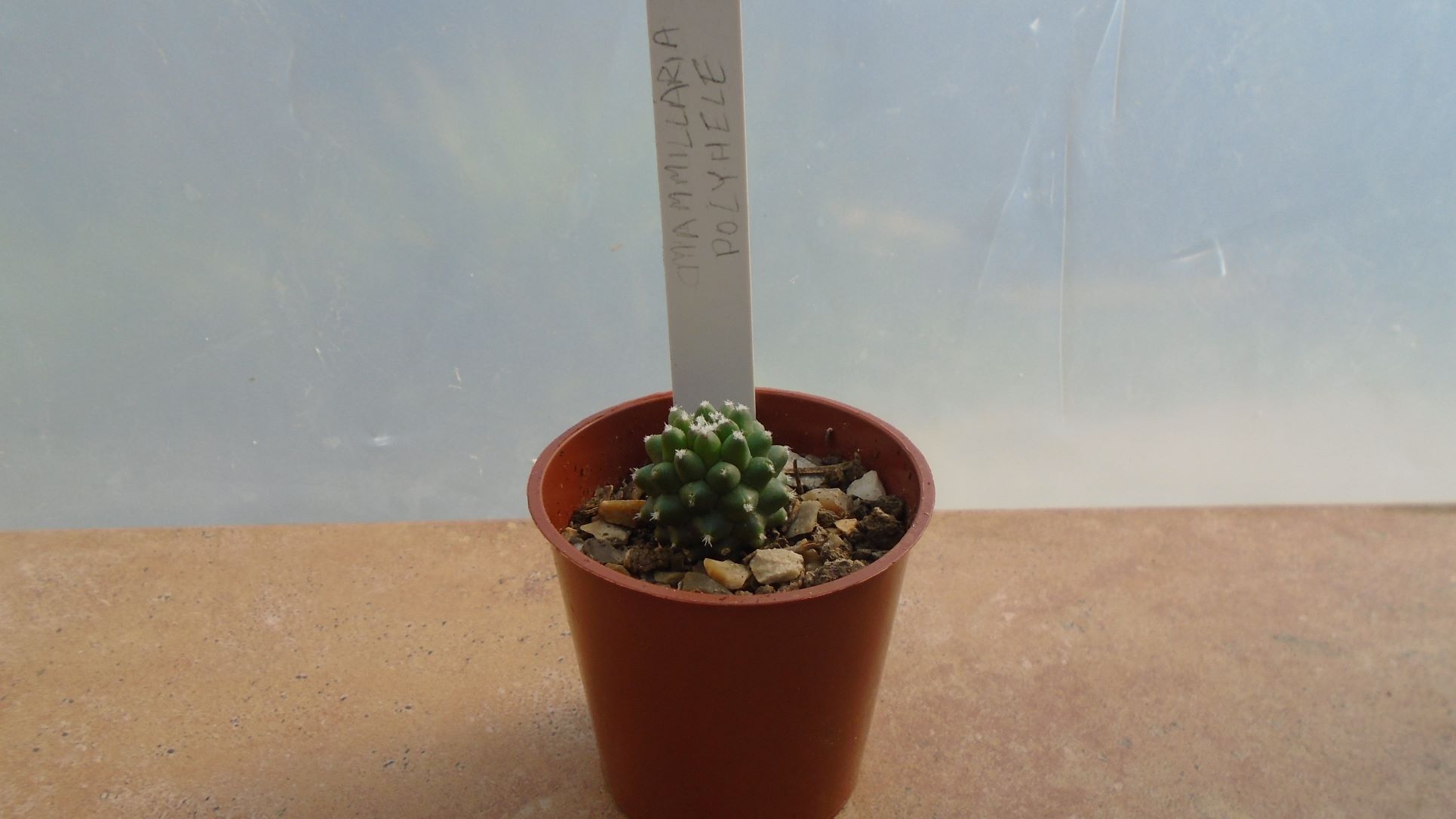 Z Mammillaria polythele (2) a.JPG