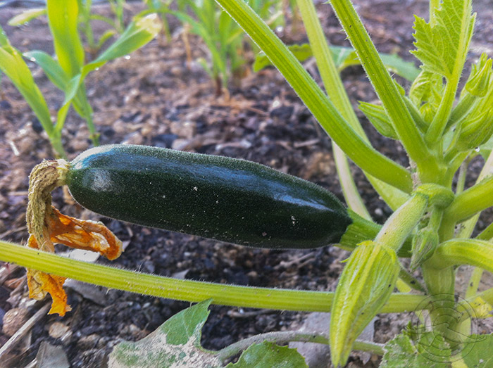 Zuchinni_Iphone_IMG_2645.jpg
