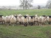 sheep.jpg