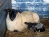 sheep2.jpg