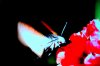 DSC00317.JPG