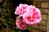 DSC01273.JPG