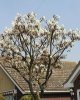 2007_04210050.JPG