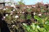 2007_04280011.JPG