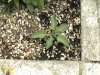 2007_05010005.JPG