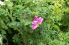 2007_05060001.JPG