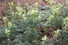 DSC01706.JPG