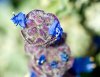 SingleFlower_DSC3866.jpg