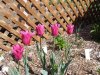 bright pink tulips (Medium) (Small).JPG