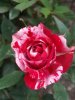 DSCN0158.JPG