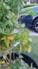 Yellowing Leaves.jpg