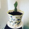 cactus.jpg