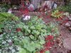 7-23-17 flowers 001 (Medium).JPG