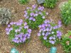 7-23-17 flowers 002 (Medium).JPG