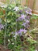7-23-17 flowers 003 (Medium).JPG