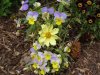 7-23-17 flowers 004 (Medium).JPG