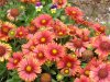 7-23-17 flowers 005 (Medium).JPG