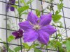 7-23-17 flowers 006 (Medium).JPG