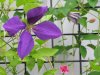 7-23-17 flowers 007 (Medium).JPG