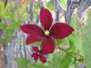 7-23-17 flowers 008 (Medium).JPG