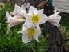 7-23-17 flowers 011 (Medium).JPG