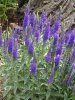 7-23-17 flowers 013 (Medium).JPG