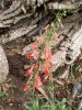 7-23-17 flowers 014 (Medium).JPG