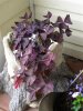 7-23-17 flowers 015 (Medium).JPG