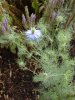 7-23-17 flowers 017 (Medium).JPG