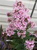 7-23-17 flowers 019 (Medium).JPG