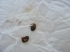 Roselle  Seeds Germanated in 3 days.JPG