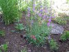 garden 001 (Medium).JPG