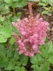 astilbe (Medium).JPG