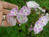 Bright eyes Phlox (Medium).JPG