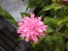 dwarf monarda (Medium).JPG