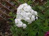 mt. fuji phlox (Medium).JPG