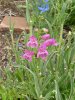 penstemmon (2nd blooms) (Medium).JPG