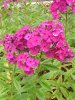 unknown phlox (Medium).JPG