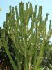 Starr_071024-0225_Euphorbia_ammak.jpg