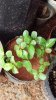 Passion Fruit(26-10-2017)01.jpg