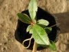 Arbutus unedo(23-12-2017)01.jpg