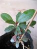 Arbutus unedo(23-12-2017)02.jpg