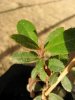 Arbutus unedo(23-12-2017)03.jpg