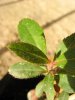 Arbutus unedo(23-12-2017)04.jpg
