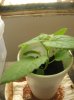 Royal Empress from seeds02.jpg