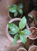 Passion Fruit(05-Jan-2018)02.jpg
