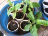 Passion Fruit(05-Jan-2018)01.jpg