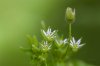 2018_IMG_1755_tiny_flower.jpg