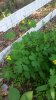 IMG_20180530_165251.jpg
